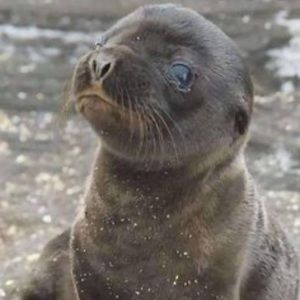 Meet your Posher, Paige